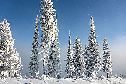 加拿大,落基山脉,不列颠哥伦比亚省,金色,踢,马,山,胜地,滑雪胜地,树,雪
