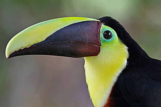 巨嘴鸟,栖息,枝条,哥斯达黎加
