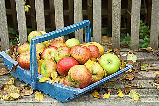 苹果,水果,横财,蓝色,浅底篮,花园,长椅,诺福克,英格兰,欧洲