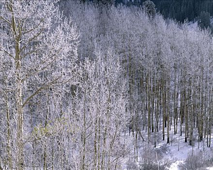 白杨,国家森林,新墨西哥