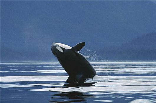 逆戟鲸,北方,鲸跃,约翰斯顿海峡,不列颠哥伦比亚省,加拿大