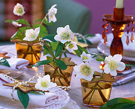 圣诞玫瑰,圣诞桌,装饰