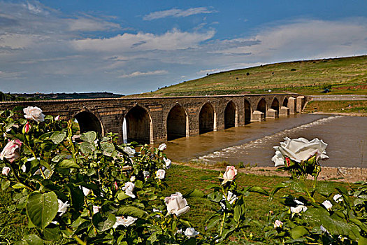 玫瑰,前景,桥,穿过,河,底格里斯河,靠近,土耳其
