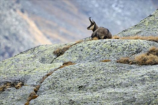 岩羚羊,臆羚,休息,国家公园,意大利