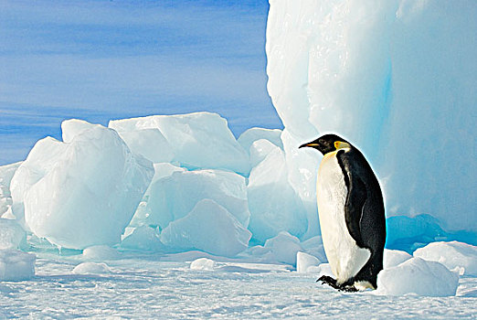 成年,帝企鹅,大步走,旁侧,冰山,雪丘岛,南极半岛
