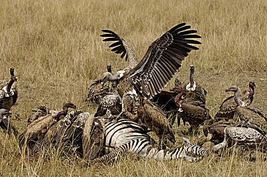 半狮半鹫的怪兽,秃鹰,成群,争斗,畜体,马赛马拉,肯尼亚,非洲