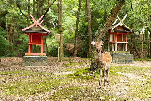 鹿,日本寺庙