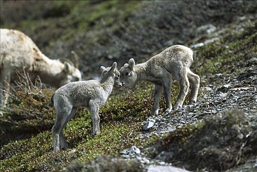 大角羊,幼仔,依偎,落基山脉,北美