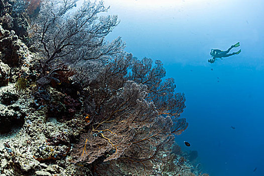 潜水,礁石,海洋,粉丝,巨大,狂热,珊瑚,巴厘岛,印度尼西亚,亚洲