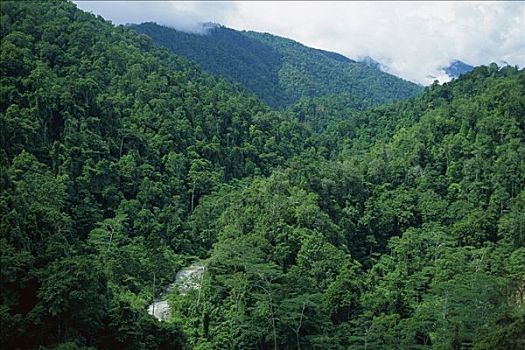 混合,低地,热带雨林,植被,伊里安查亚省,巴布亚新几内亚