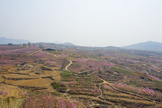 山东蒙阴乡村桃花