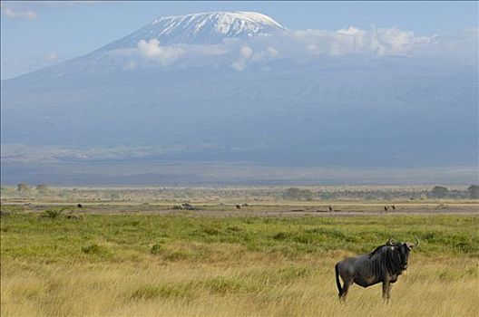 角马,正面,乞力马扎罗山,安伯塞利国家公园,肯尼亚,非洲