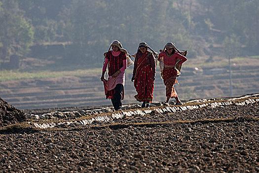 女性,尼泊尔人,农民,篮子,走,地点,靠近,尼泊尔,亚洲