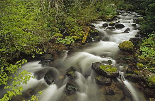 安静,溪流,温带雨林,胡德山,国家森林,俄勒冈