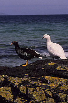 福克兰群岛,海藻,鹅,一对,雄性,白色,右边