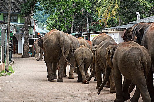 斯里兰卡,品纳维拉,大象孤儿院,大象,走,街道,印度象
