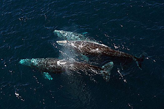灰鲸,三个,迁徙,下加利福尼亚州,墨西哥