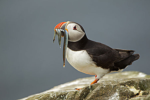 角嘴海雀,法恩群岛,诺森伯兰郡,英国
