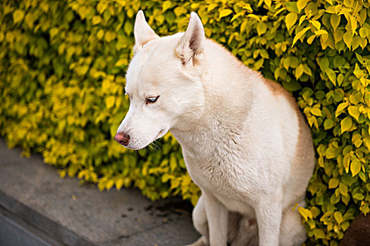 俯视的哈士奇狗,白狗,雪橇犬