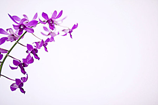 夏威夷,考艾岛,紫色,兰花,白色,工作室,背景