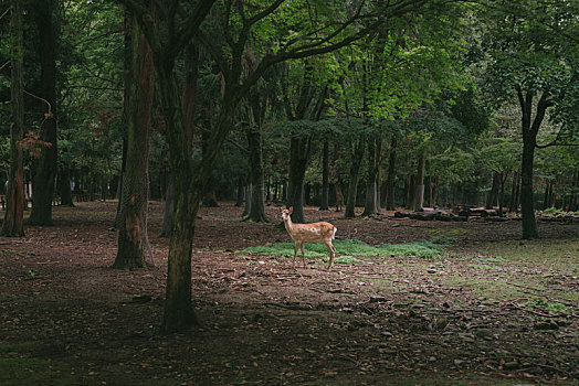 日本奈良公园春日大社里的野生小鹿