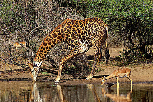 长颈鹿,喝,水潭,克鲁格国家公园,南非