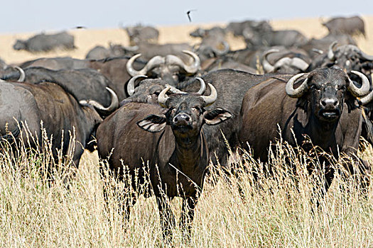 牧群,非洲水牛,南非水牛,马赛马拉国家保护区,肯尼亚,非洲