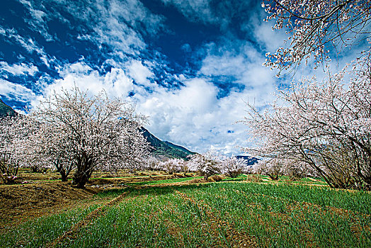 高原桃花