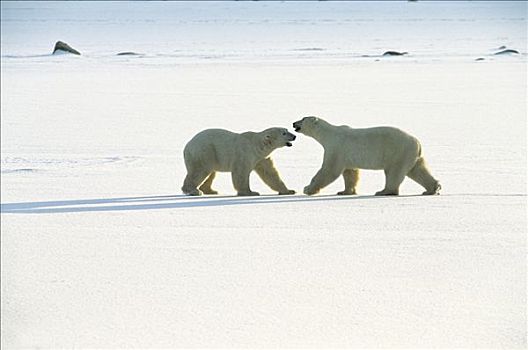 北极熊,两个,玩,丘吉尔市,曼尼托巴,加拿大