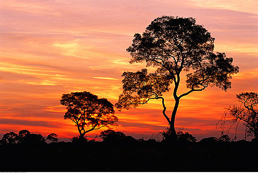 树,黄昏,潘塔纳尔,巴西