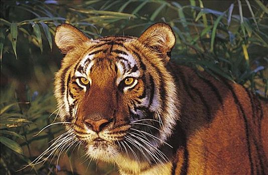 虎,肖像,猫科动物,哺乳动物,南亚,动物