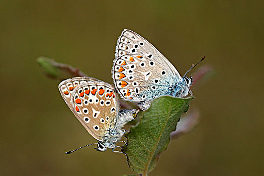 普通,蓝色,蓝灰蝶,蝴蝶,女性,交配,柳树,上艾瑟尔省,荷兰
