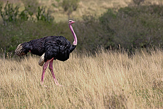 雄性,鸵鸟,婚羽,马塞马拉野生动物保护区,肯尼亚