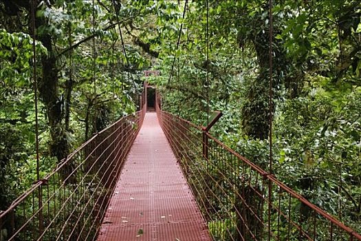 雨林,保存,哥斯达黎加