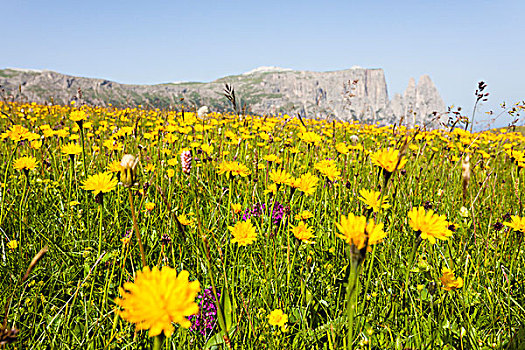 花,阿尔卑斯草甸,南蒂罗尔,意大利