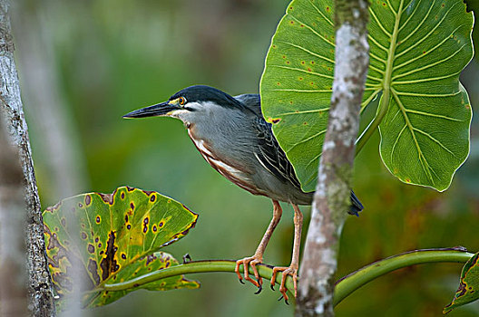 绿蓑鹭,绿鹭,亚马逊河,厄瓜多尔