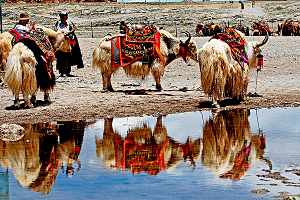 西藏风光传统牦牛