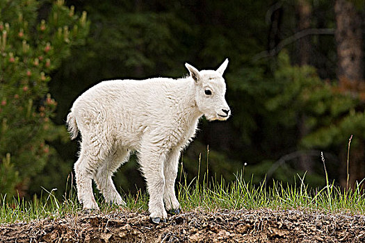 石山羊,雪羊,碧玉国家公园,艾伯塔省,加拿大