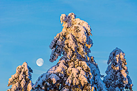 积雪,针叶树,月亮,冬天,格罗塞尔,法兰克福,黑森州,德国