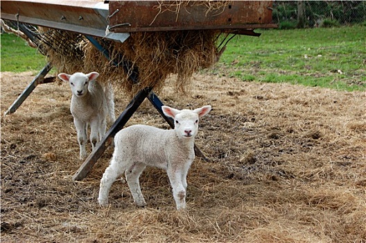 两个,可爱,羊羔,站立,满,干草