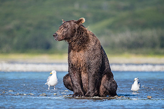 棕熊,坐,河,卡特麦国家公园,阿拉斯加,美国,北美