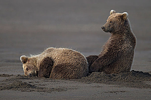 大灰熊,棕熊,幼兽,休息,海滩,克拉克湖,国家公园,阿拉斯加
