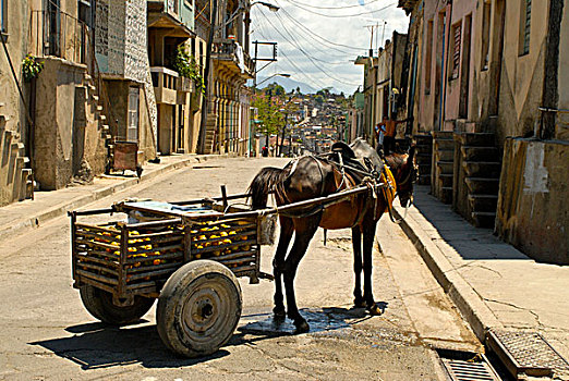 马,拉拽,手推车,水果,站立,中间,街道,古巴圣地亚哥,古巴,加勒比