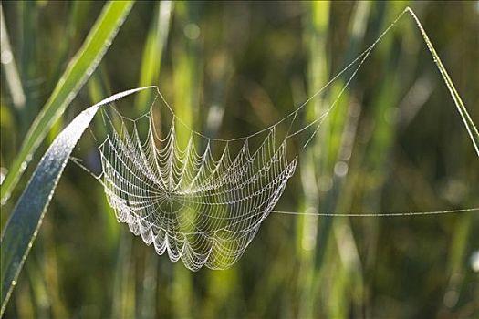 蜘蛛网,重量,露珠,巴伐利亚,德国