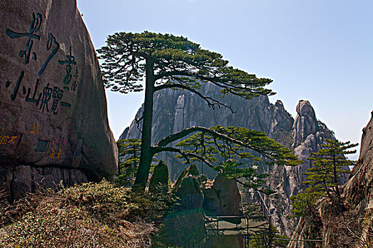 黄山,奇松,名松