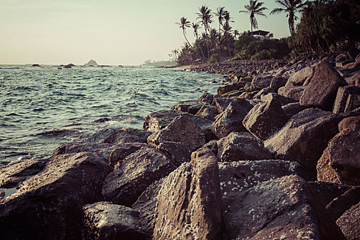 日落,海滩,棕榈树,海洋,波浪,斯里兰卡