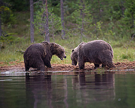 褐色,熊,站立,边缘,卡瑞里亚,芬兰,欧洲