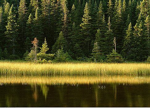 树林,格罗莫讷国家公园,北方,半岛,纽芬兰