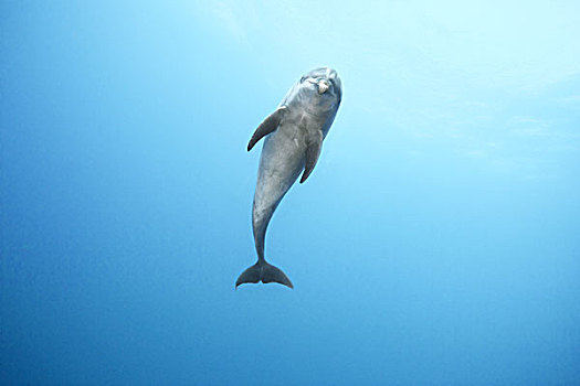 宽吻海豚,游泳,海洋