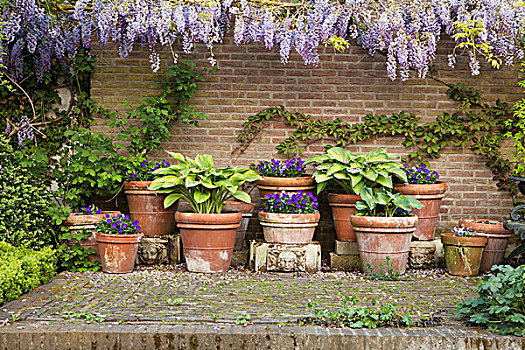 观叶植物,紫色,开花植物,多样,花盆,仰视,花,紫藤,园墙,旧式,气氛